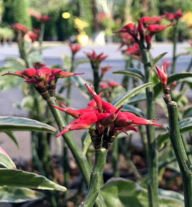 ต้นนกน้อย ใบด่าง สูง 50-70 ซ.ม. / ต้น