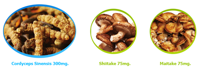 GTANG CHAO Cordyceps Sinensis