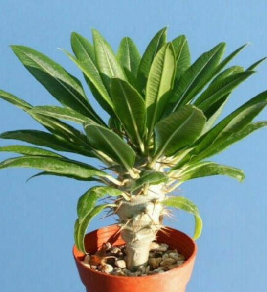 ปาล์มมาดากัสการ์ (Madagascar Palm) / 5 เม็ด (Portugal)