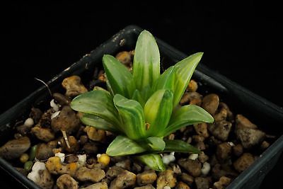 ฮาโวเทีย Haworthia retusa variegata / 100 เม็ด