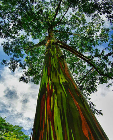 ต้นยูคาลิปตัสสีรุ้ง ยูคาสีรุ้ง สูง 70-100 ซ.ม. เพาะเมล็ดนำเข้า