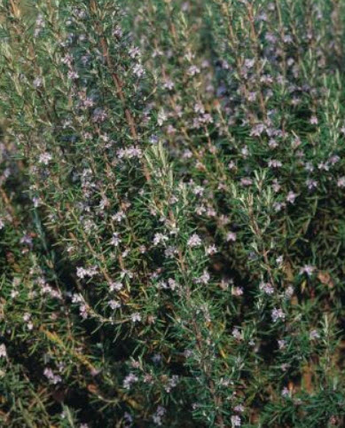 โรสแมรี่ (Rosemary) / 400 เม็ด (UK)