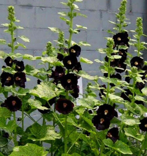 ฮอลลี่ฮ็อคดำ (Hollyhock Black) / 100 เม็ด (UK)
