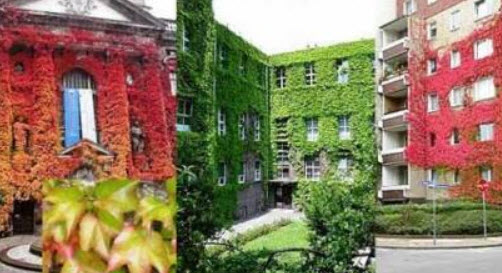 ไอวี่ สีแดง (Japanese Creeper Ivy) สีแดง / 45 เม็ด (UK)