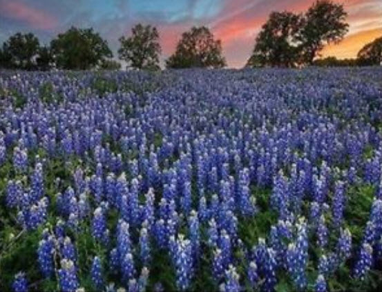เท็กซัส บลูบอนเน็ต (Texas Bluebonnet) / 50 เม็ด (USA)