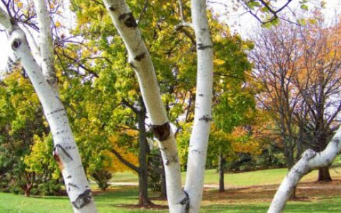 ไวท์เบิร์ช หรือซิลเวอร์ เบิร์ช (White Birch) / 150 เม็ด (USA)