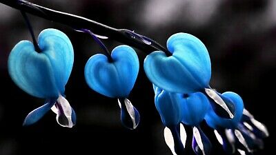 หทัยหยาดทิพย์ (Bleeding Heart) คละ / 20 เม็ด