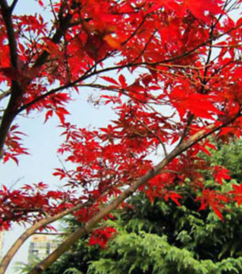 เมเปิ้ล (Maple) สีแดง / 30 เม็ด