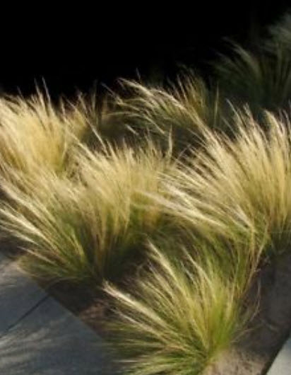 หญ้าขนเม็กซิกัน (Mexican Feather Grass) / ซอง 200 เม็ด (Poland)