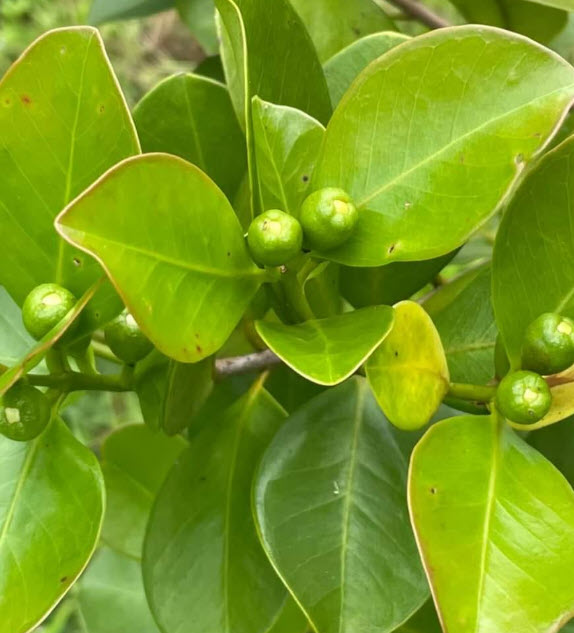 ต้นฝรั่งสตอเบอรี่เหลือง ต้นเพาะเมล็ด สูง 15-35 ซ.ม.