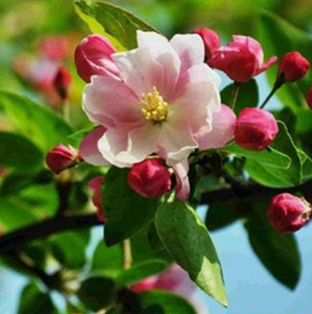 มินิแอปเปิ้ลบอนไซ (Mini apple) / 10 เม็ด (นอก)