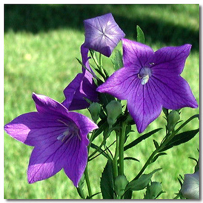 บอลลูน สีน้ำเงิน (Blue Balloon) / 25 เม็ด