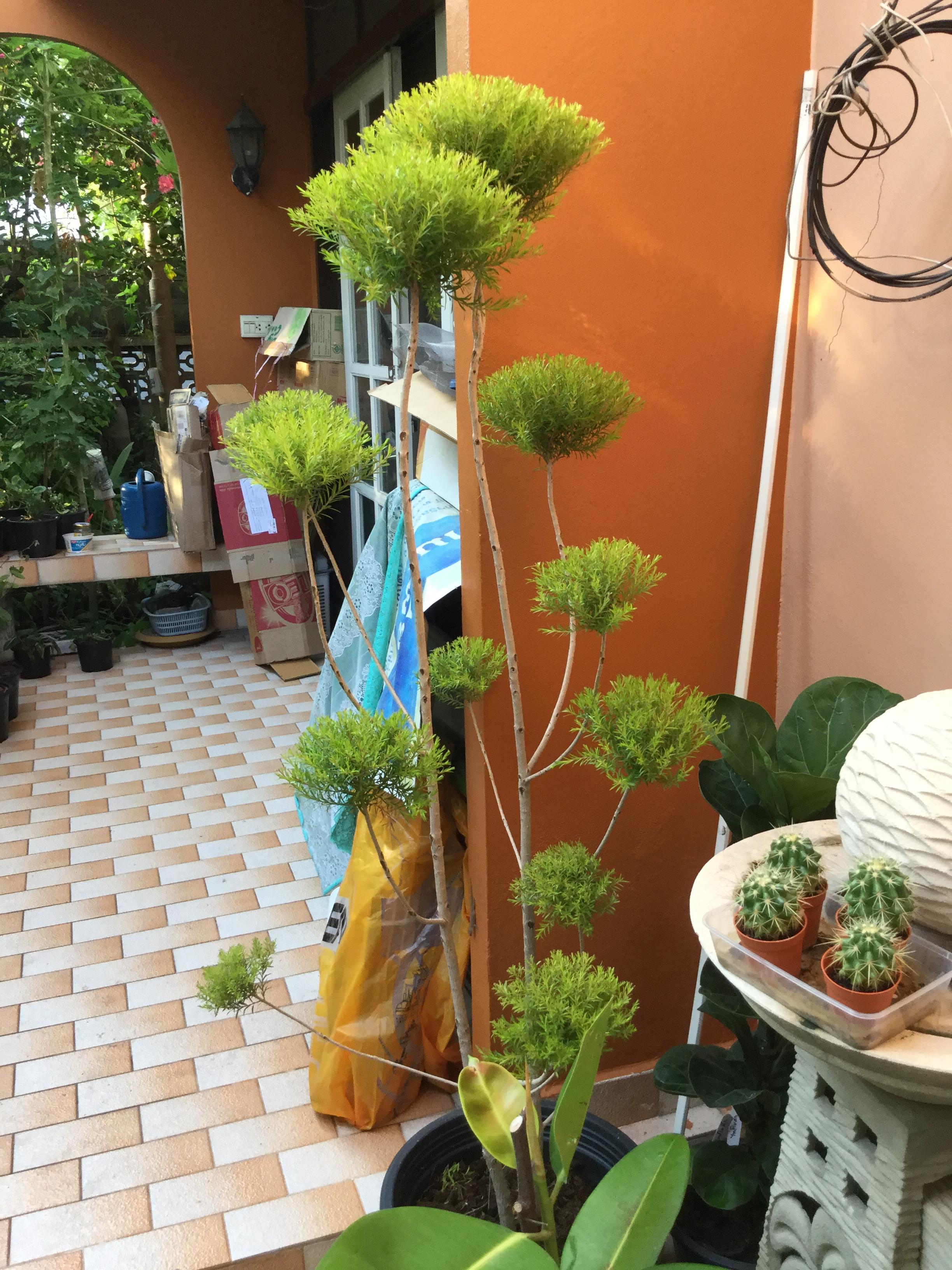 ต้นหลิวทอง (Weeping Willow) กระถาง 15 นิ้ว สูง 170-200 ซ.ม. / ต้น