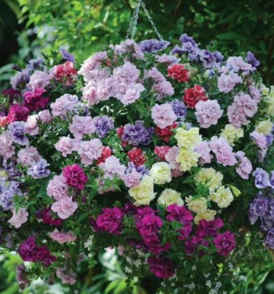 พิทูเนียซ้อน ฮายบริดจ์ (Petunia Hybrid) คละ / 200 เม็ด