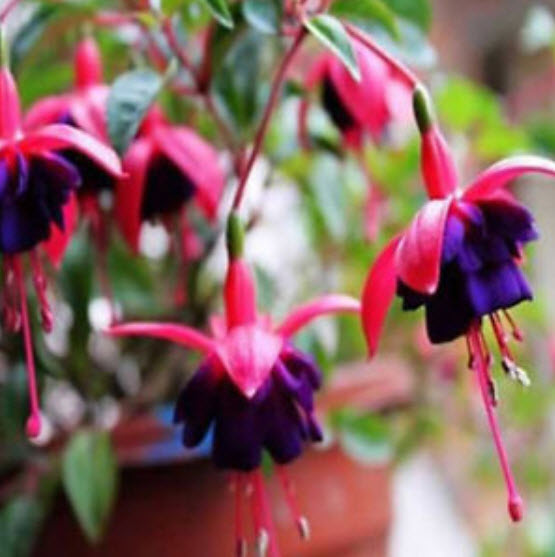 สโนว์ ฟิวเซีย (Snow Fuchsia) / 50 เม็ด