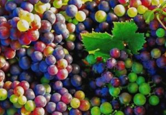 องุ่นแฟนซี (Rainbow grape) / 50 เม็ด (China)