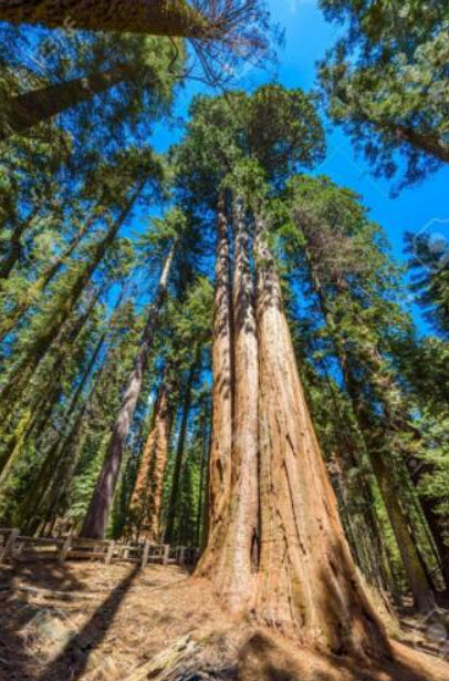 สนยักษ์ซีคัวญ่า (Sequoiadendron Giganteum) / 10 เม็ด (USA)