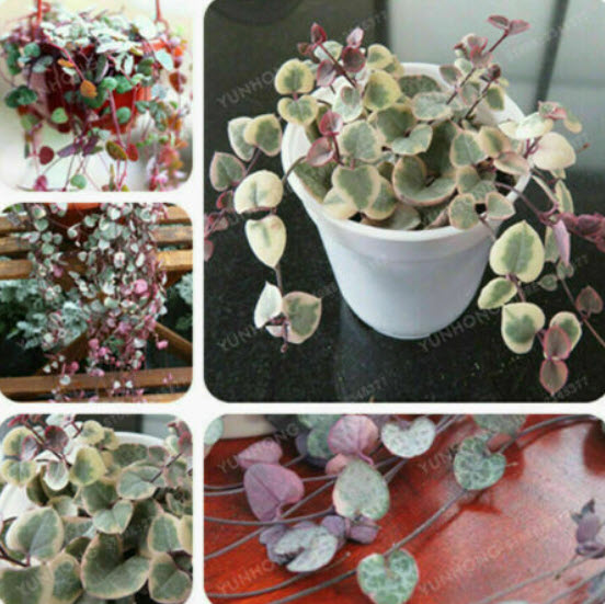 สายป่านดวงใจ (String of Hearts) คละแบบ / 100 เม็ด (China) มีเงื่อนไข