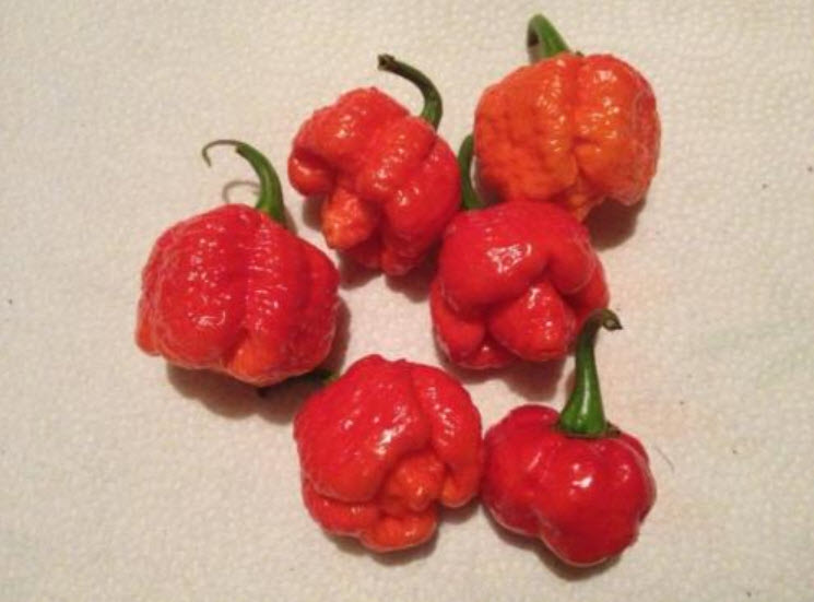 พริก Trinidad Moruga Scorpion / 10 เม็ด (USA)