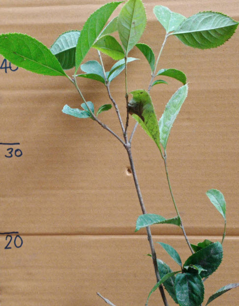 ต้น หอมหมื่นลี้ กุ้ยฮวา 七彩桂花 กระถาง 5-6 นิ้ว สูง 30-50 ซ.ม. ต้นไม้นำเข้า