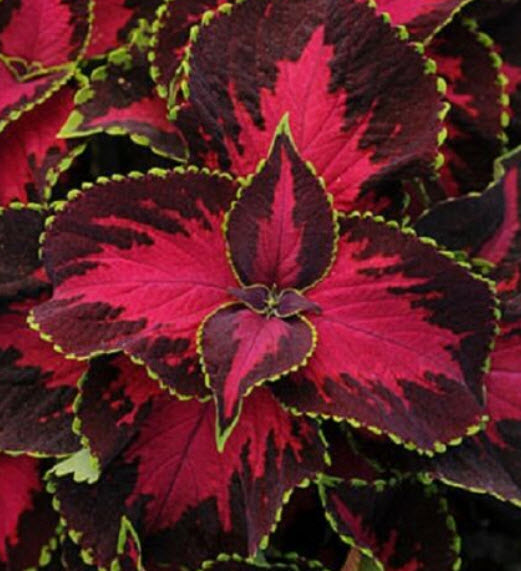 ฤาษีผสมแฟนซี (Rainbow Coleus) คละสี / 100 เม็ด (France)*