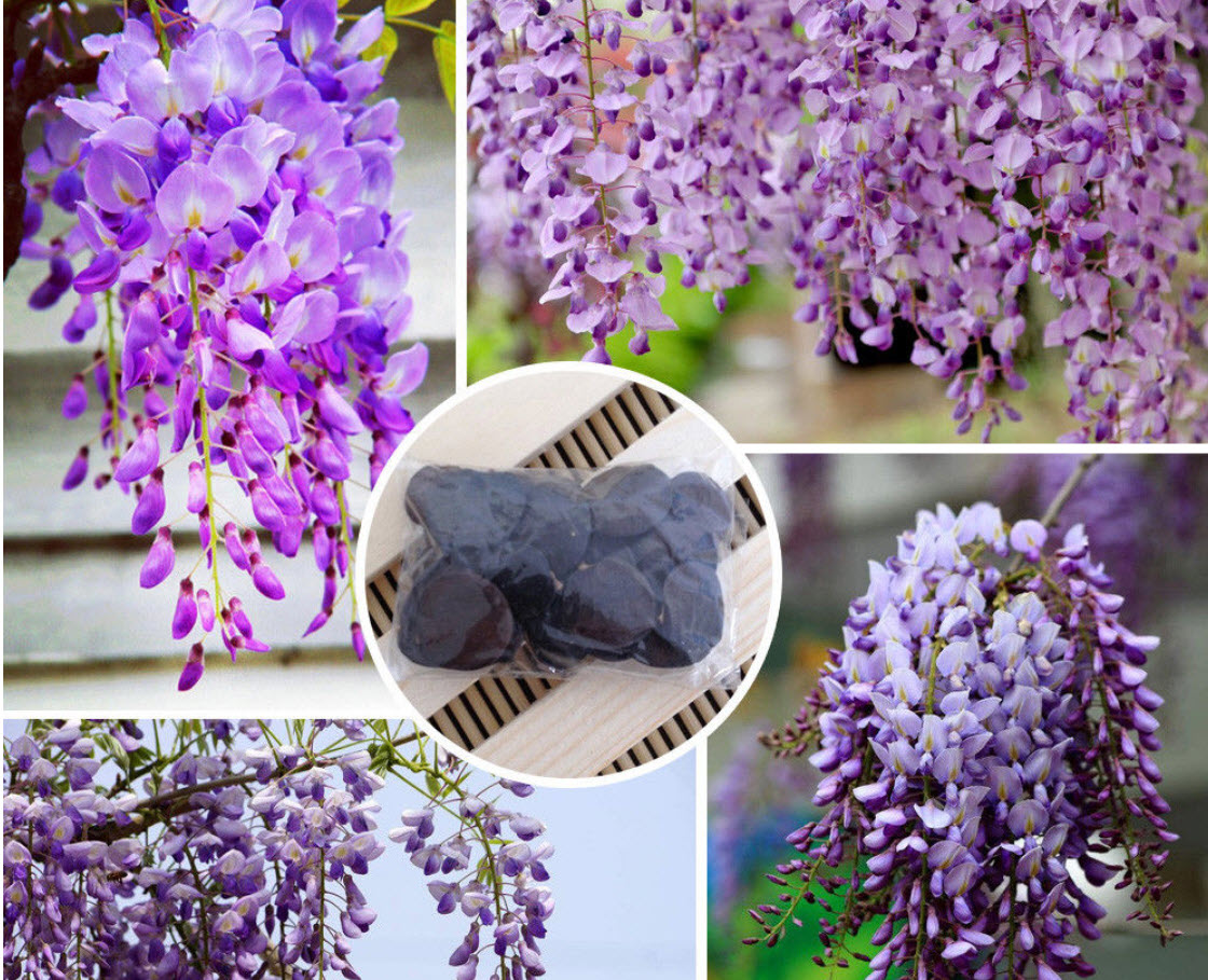 วิสทีเรีย (Wisteria) สีม่วง / 10 เม็ด (China)