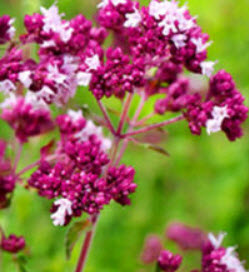 ออริกาโน (Oregano / Origanum vulgare) ม่วง / 2,000 เม็ด (UK)
