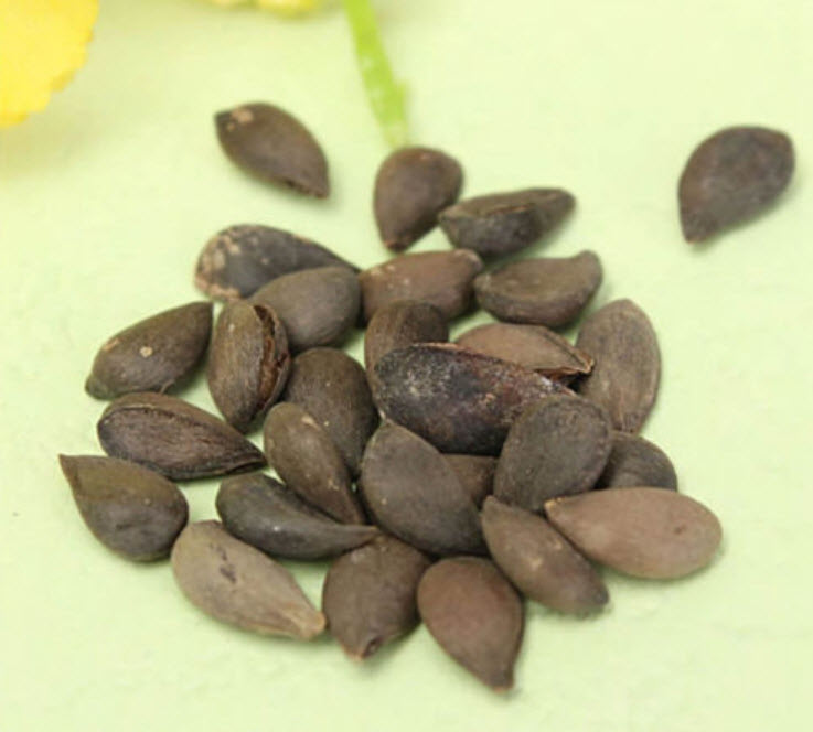 แอปเปิ้ลแคระ (บอนไซ) / 20 เม็ด