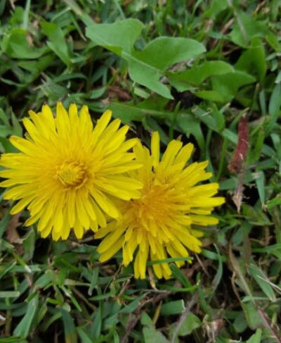 แดนดิไลออน (Dandelion) หรือ Wilderness / 1,600 เม็ด (Spain)