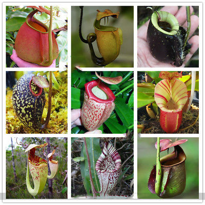 หม้อข้าวหม้อแกงลิง (Nepenthes) คละ / 100 เม็ด