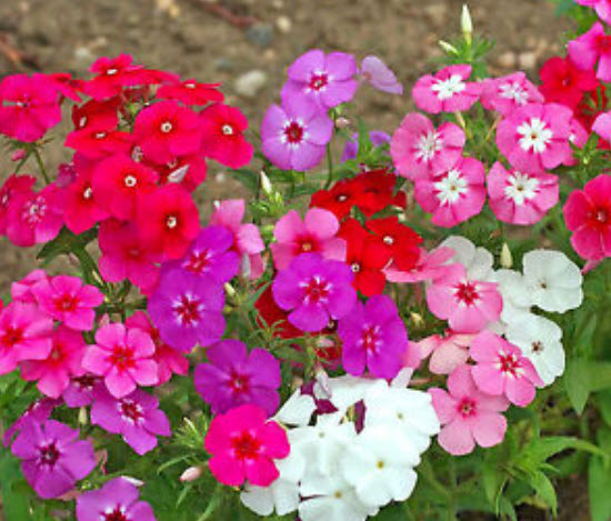 ฟลอกซ์พันธุ์เตี้ย (Flox) คละสี / 500 เม็ด (UK)