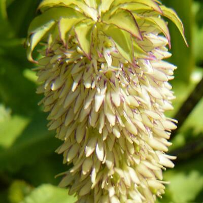 ลิลลี่สับปะรด (Pineapple Lily) / 50 เม็ด (นอก)