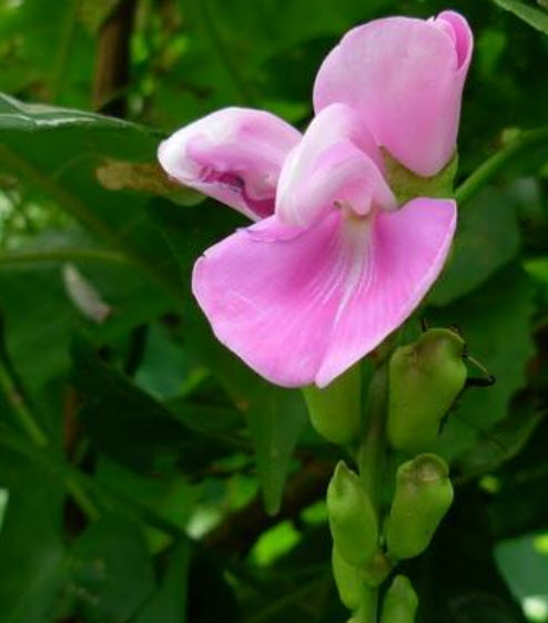 ถั่วผี หรือถั่วผีดอกม่วง / 25 เม็ด (P2S)