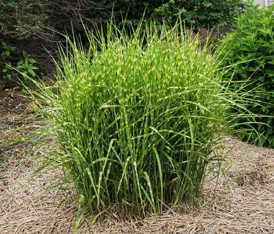 หญ้ามิสแคนทัสใบด่าง (M.sinensis - Zebrinus) หรือหญ้าม้าลาย / 25 เม็ด (USA)