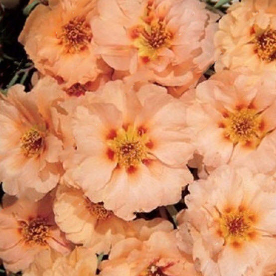 เบญจมาศคลุมดิน (Ground-cover Chrysanthemum) สีส้ม / 100 เม็ด