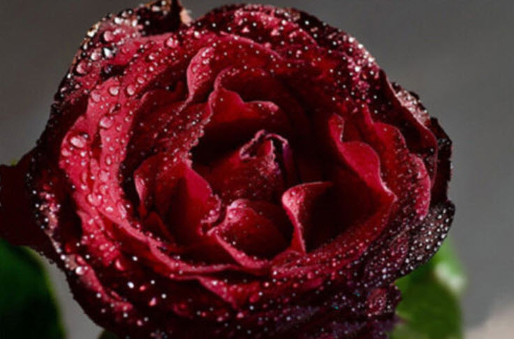 กุหลาบสีแดงเลือด (Blood Rose) / 20 เม็ด (China)