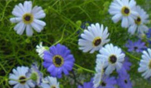 เดซี่ สวอน ริเวอร์ (Swan River Daisy) / 2,000 เม็ด (China)