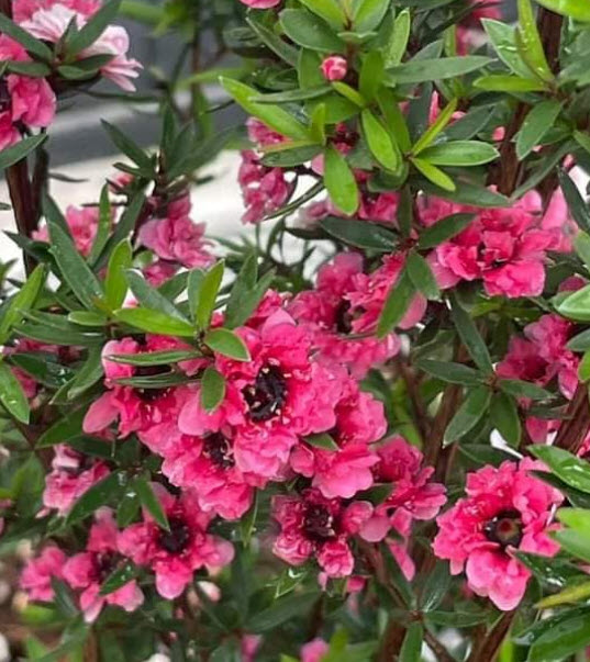 ต้นมานูก้า ดอกซ้อนสีแดง สูง 30-50 ซ.ม. สวยมากๆ