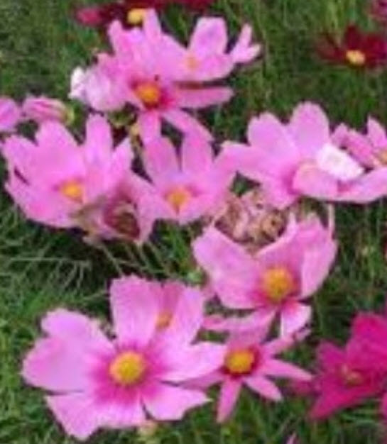 ดาวกระจายไทย ดอกสีชมพู / 100 เม็ด สวยมาก