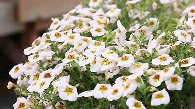 คาลิบราโคว์ - ซูเปอร์ เบลล์ (Calibrachoa - Super Bells) ดอกใหญ่ / 100 เม็ด