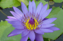 บัวขาบ (Nymphaea cyanea) สีคราม / 200 เม็ด