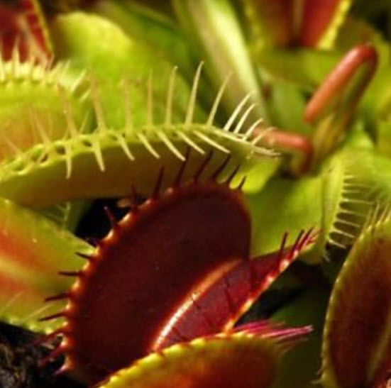 กาบหอยแครงยักษ์ (Giant Venus Flytrap) สีแดง / 2,000 เม็ด