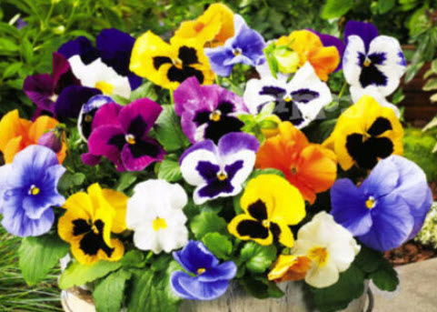 แพนซี สวิส ไจแอนท์ (Pansy - Swiss Giants) คละ / 300 เม็ด (UK)