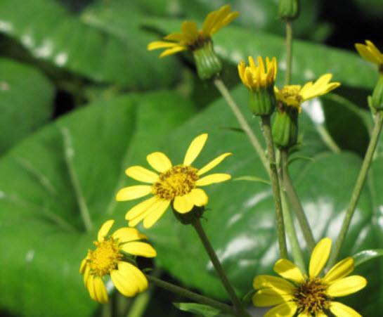 เสือดาว ใบใหญ่พิเศษ (Leopard plant) / 5 เม็ด (Malta)