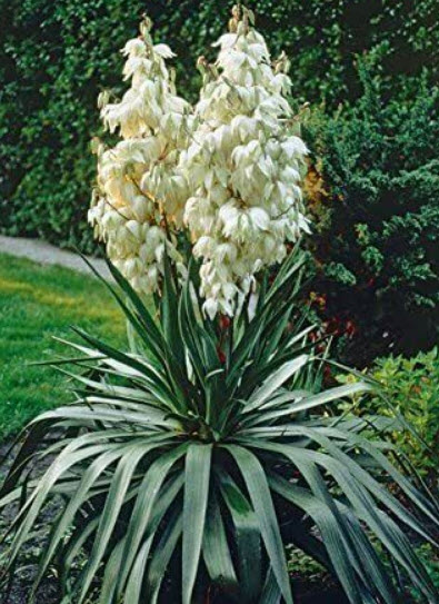 ยุคค่า หรือยัคคา (Yucca) สีขาว / 10 เม็ด+