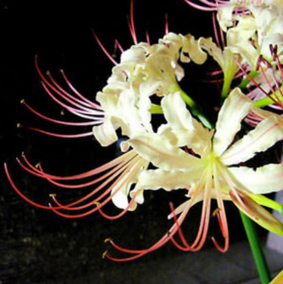 ว่านลิลี่แมงมุม (Spider Lily) คละสี / 100 เม็ด (China)