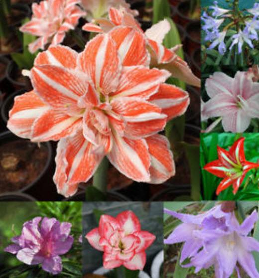ว่านสีทิศ (Amaryllis) คละ / 100 เม็ด (นอก)