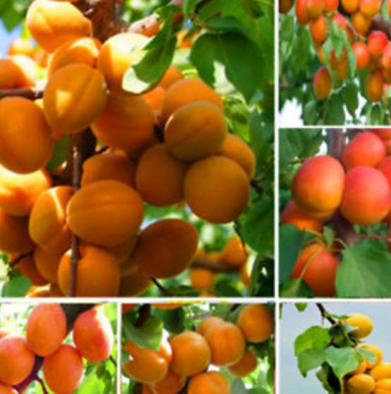 แอพปริคอทหวาน (Sweet Apricot) / 10 เม็ด