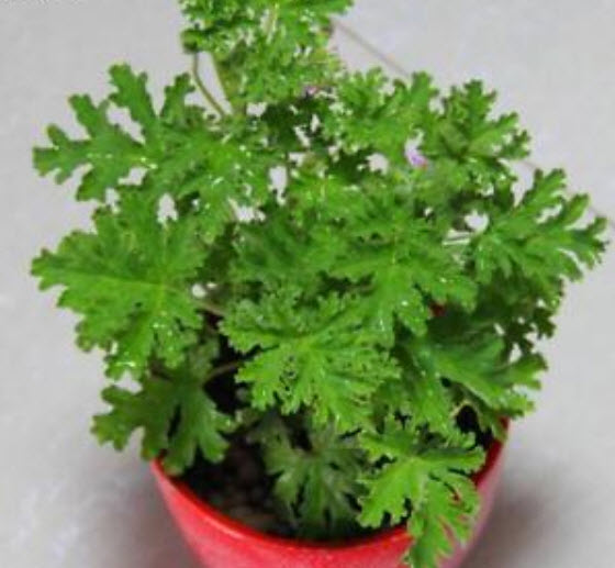 สมุนไพรไล่ยุง / 100 เม็ด (นอก)