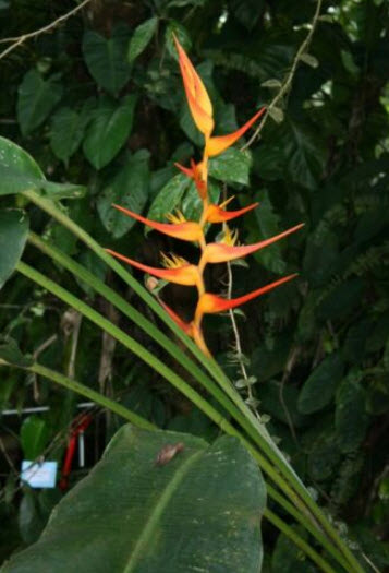 เฮลิโคเนีย (Heliconia latispatha - Orange Gyro) / 5 เม็ด (UK)